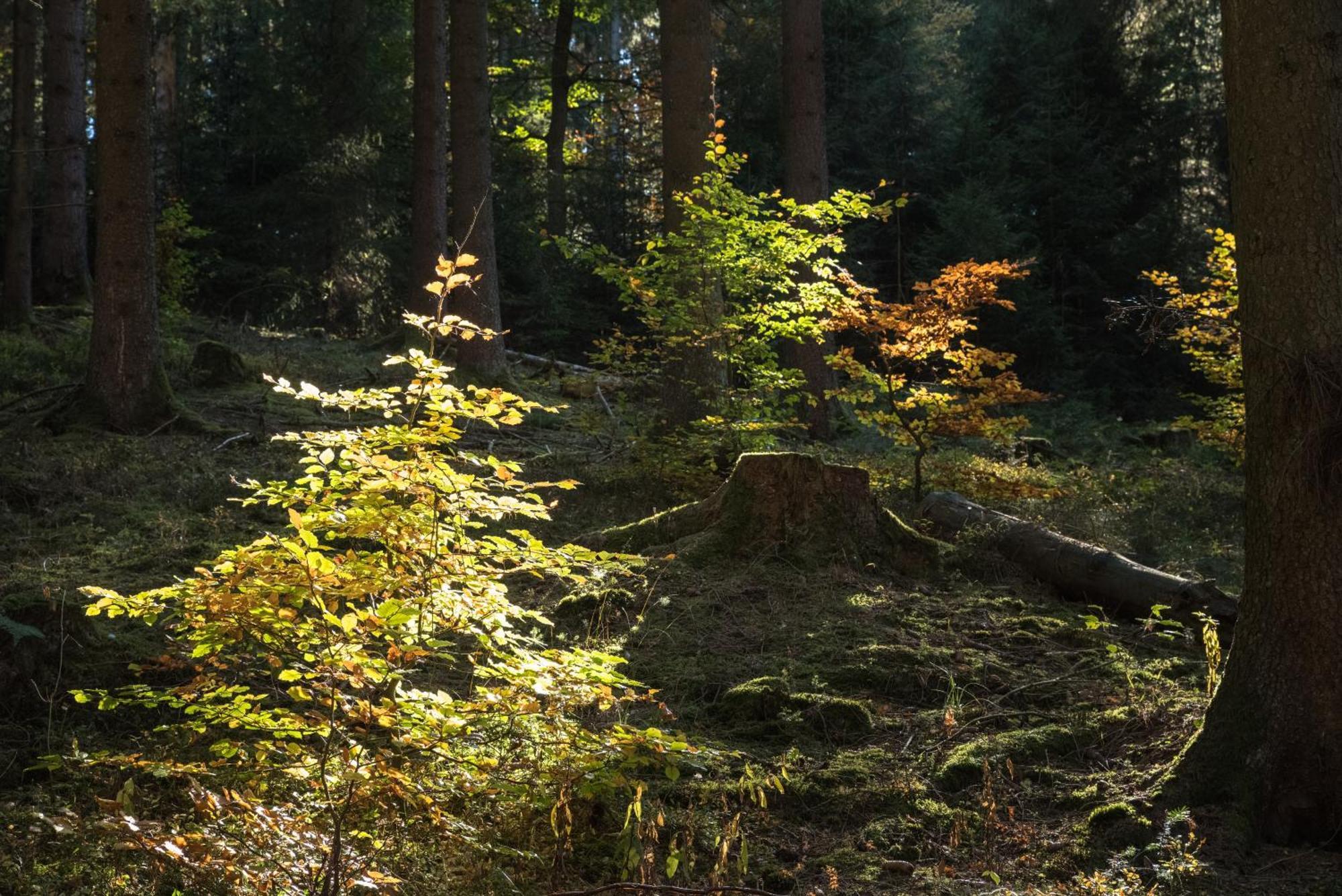 Holzhaus Onkel Fritz Mit Sauna Und Whirlwanne Esch  Exteriér fotografie